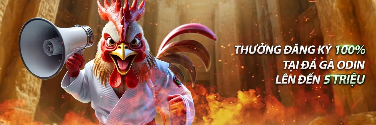 Trận đấu đá gà cam 67 đỉnh cao đang diễn ra